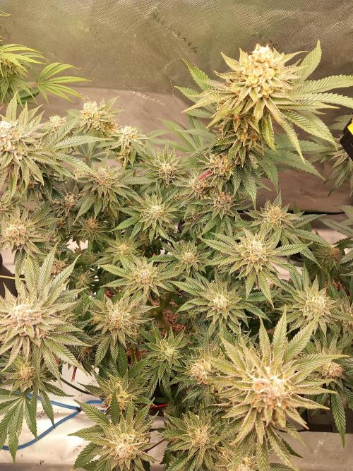 Orange Bud 2.0 Dutch Passion. Week 14