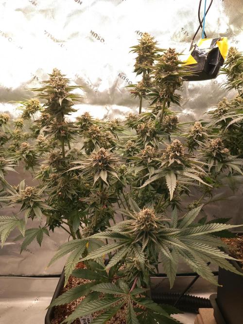 Orange Bud 2.0. Week 14