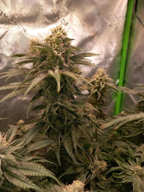 The Devil's Cookie One. Week 12