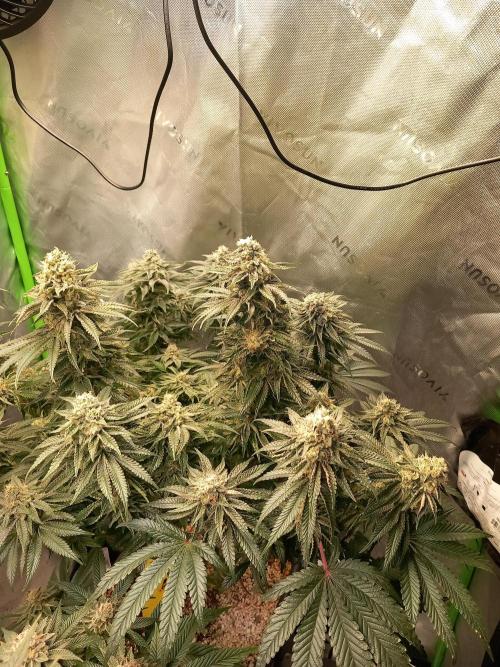The Devil's Cookie One. Week 12