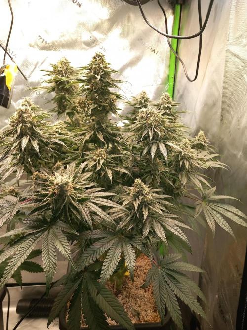 The Devil's Cookie One. Week 12