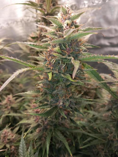 Triple G Automatic. Week 10