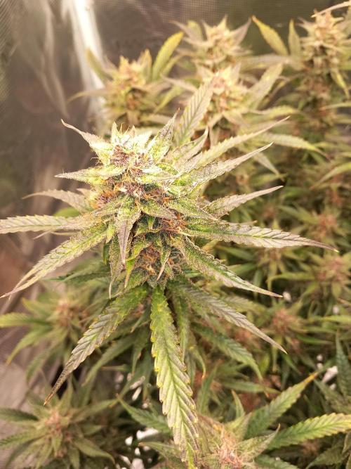 Triple G Automatic. Week 10
