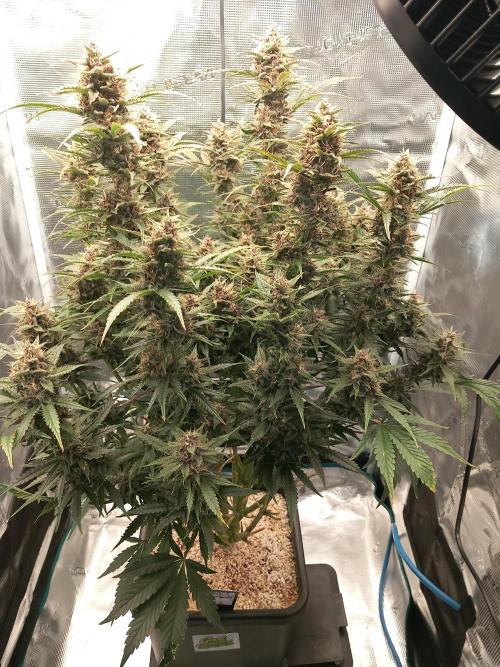 Triple G Automatic. Week 10