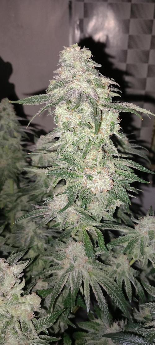 The Devil's Cookie One. Week 13