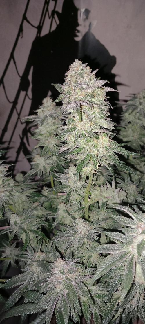 The Devil's Cookie One. Week 13