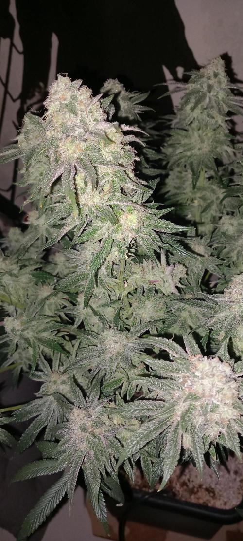 The Devil's Cookie One. Week 13