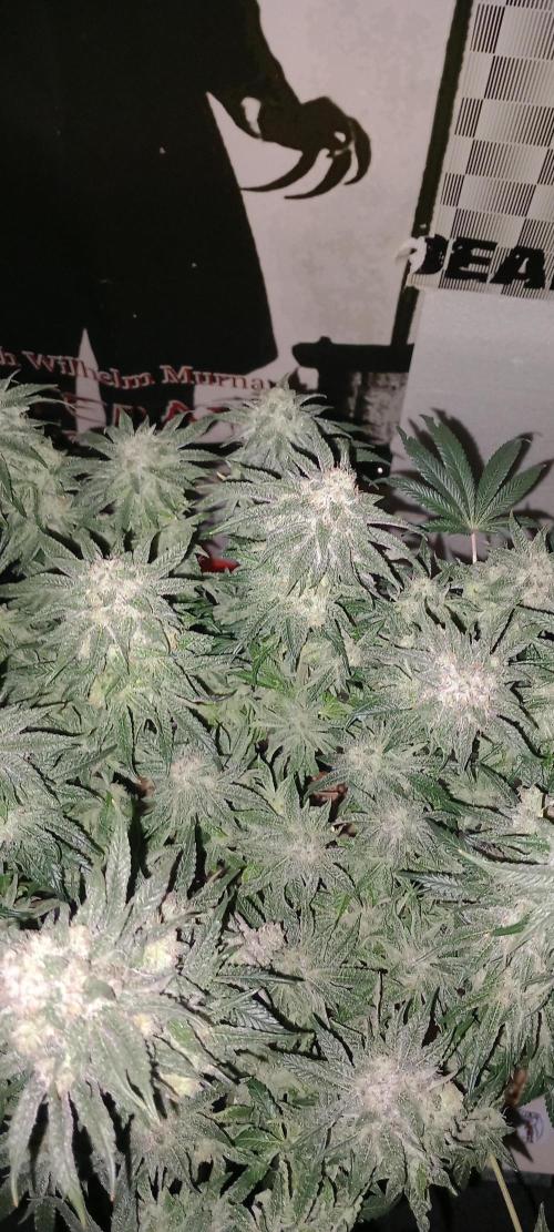 The Devil's Cookie One. Week 13
