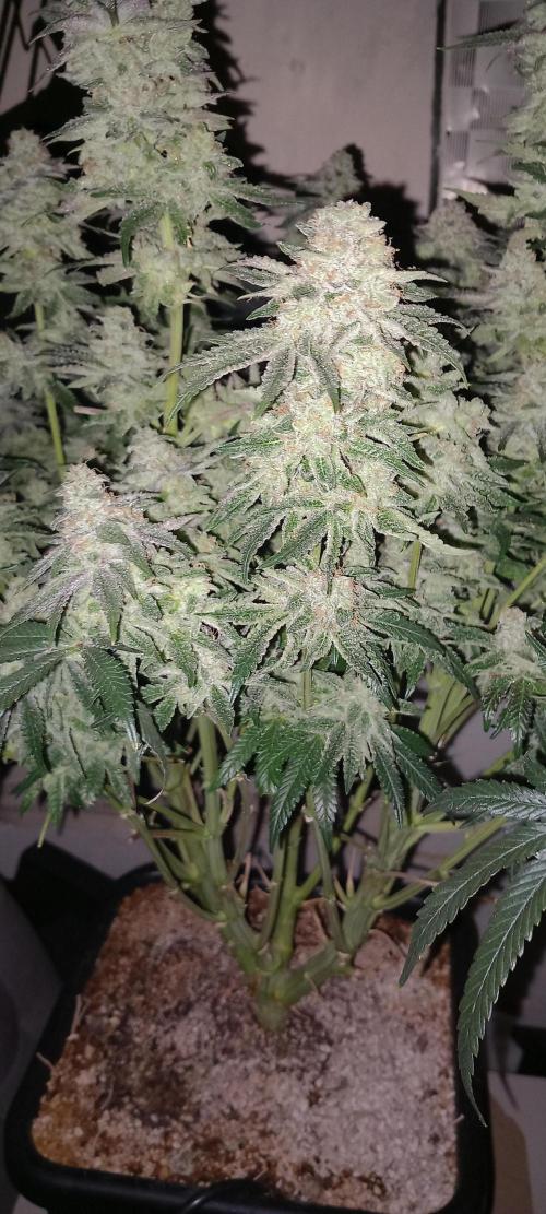 The Devil's Cookie One. Week 13