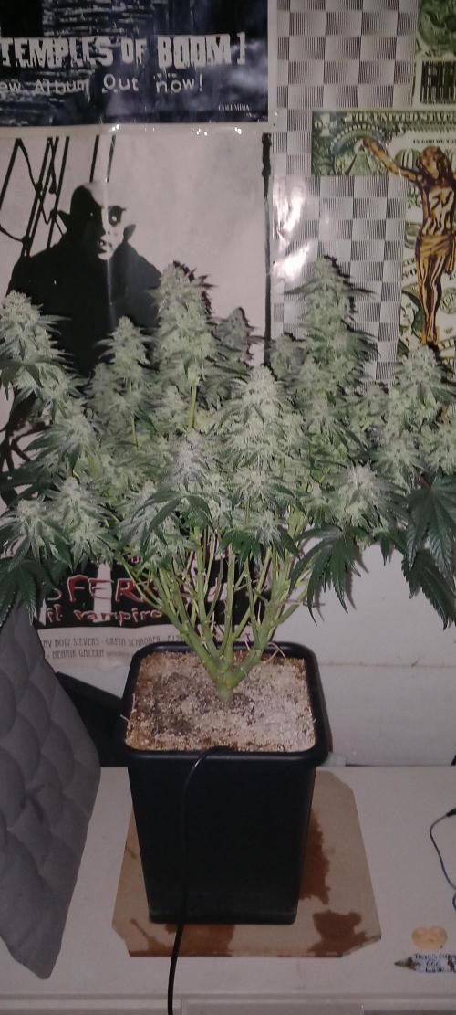 The Devil's Cookie One. Week 13
