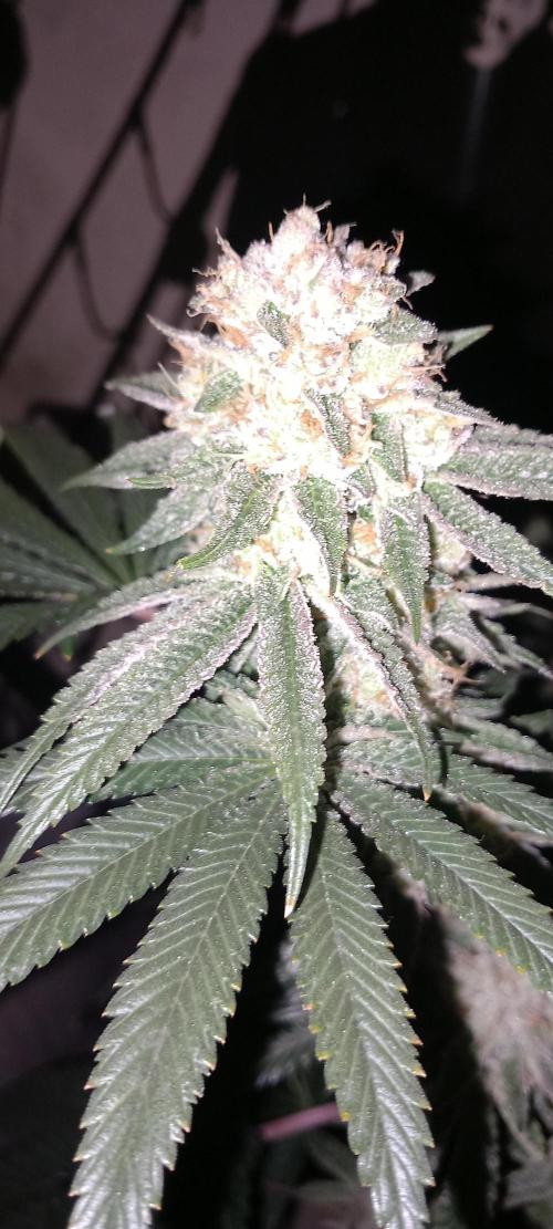 The Devil's Cookie One. Week 13