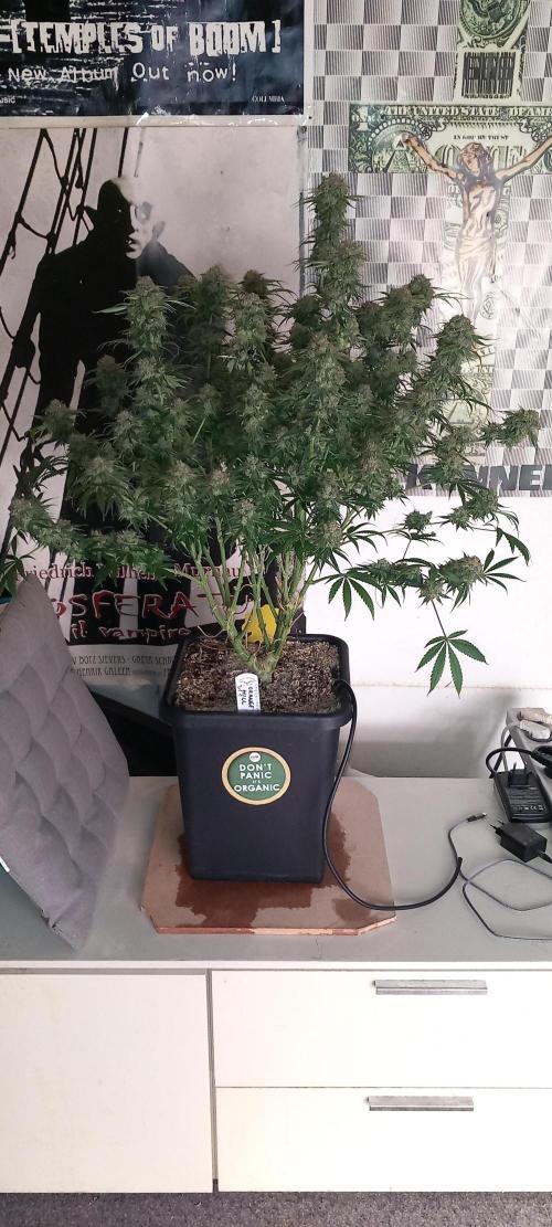 Orange Hill Special Dutch Passion. Week 14