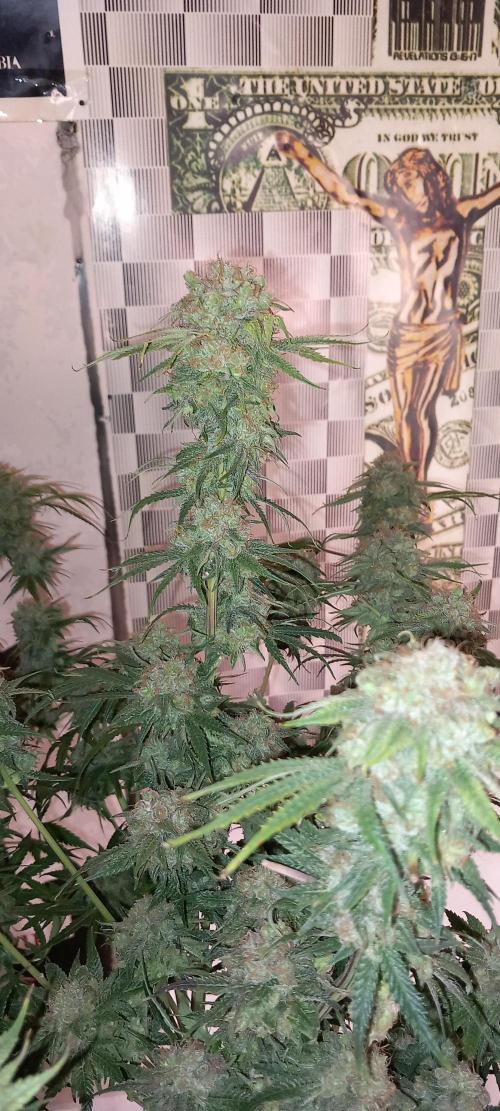 Orange Hill Special Dutch Passion. Week 14