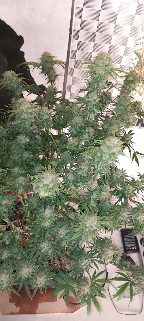 Orange Hill Special Dutch Passion. Week 14