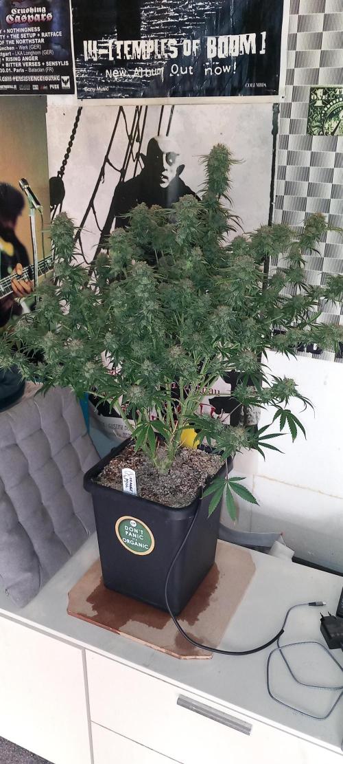 Orange Hill Special Dutch Passion. Week 14