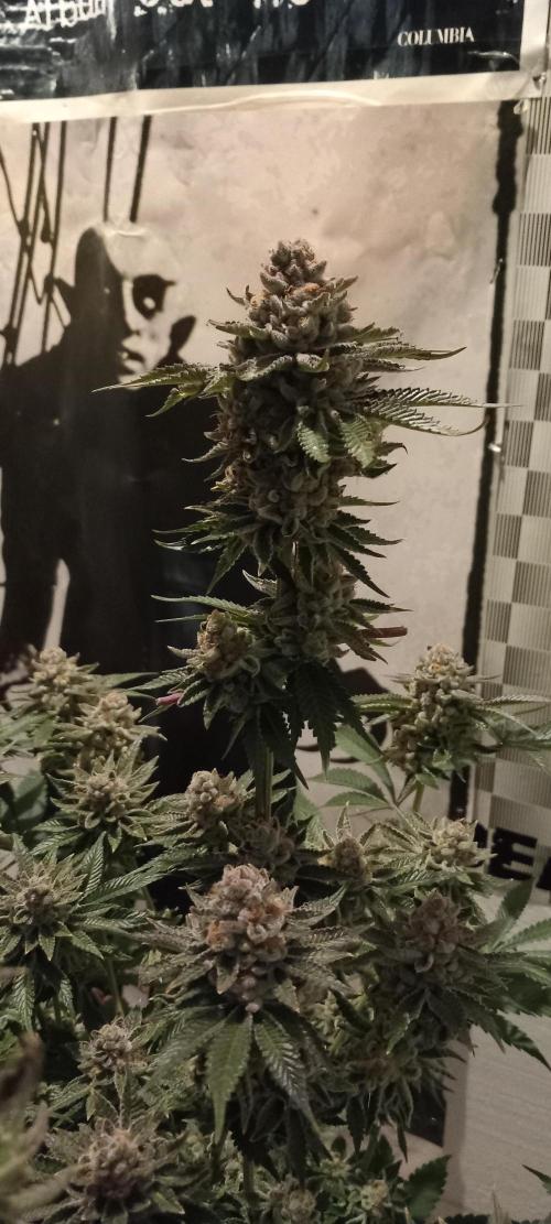 Orange Bud 2.0 Dutch Passion. Week 15