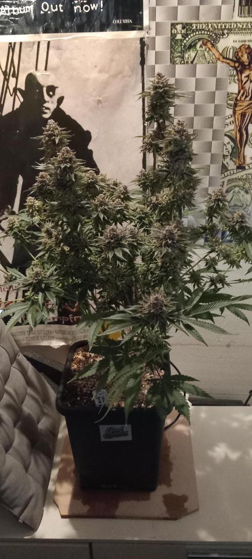 Orange Bud 2.0 Dutch Passion. Week 15