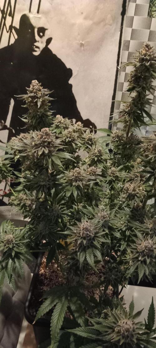 Orange Bud 2.0. Week 15