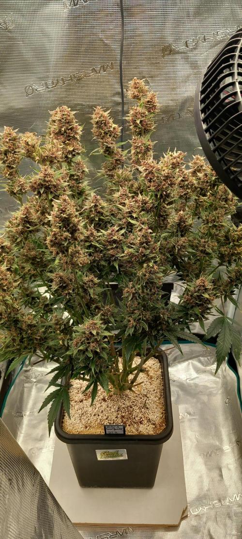 Triple G Automatic. Week 11