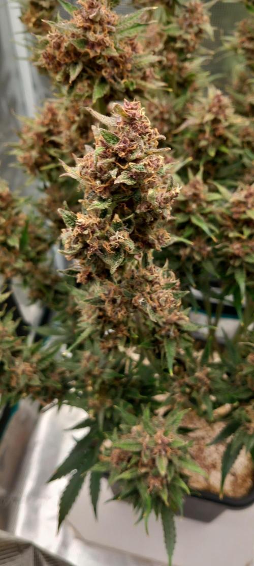 Triple G Automatic. Week 11