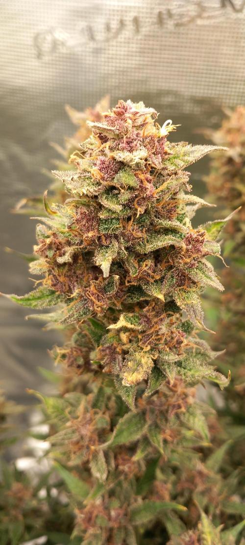 Triple G Automatic. Week 11