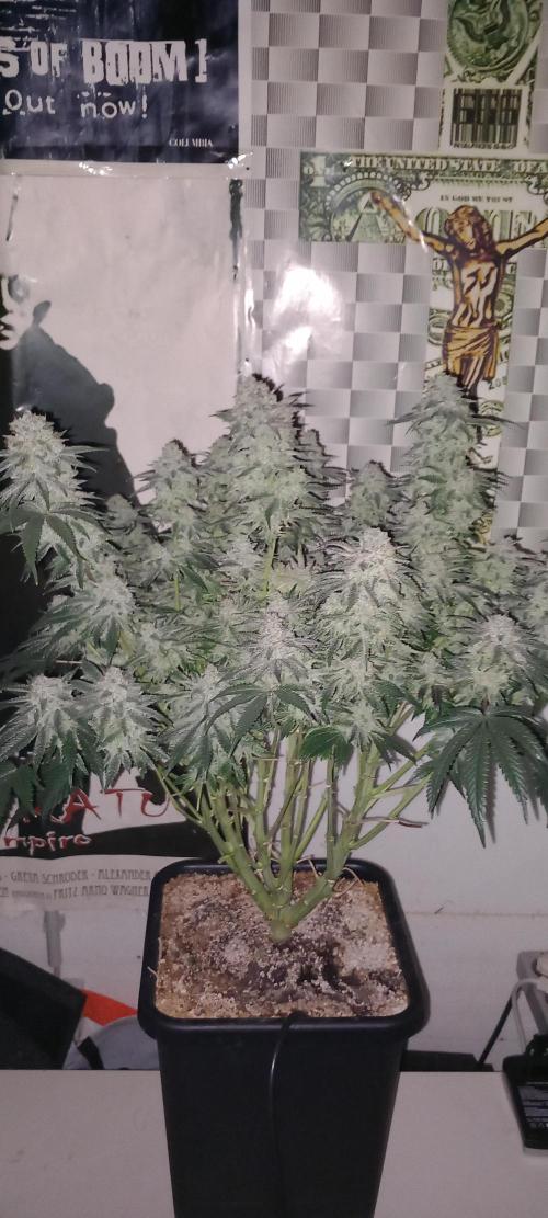 The Devil's Cookie One. Week 14
