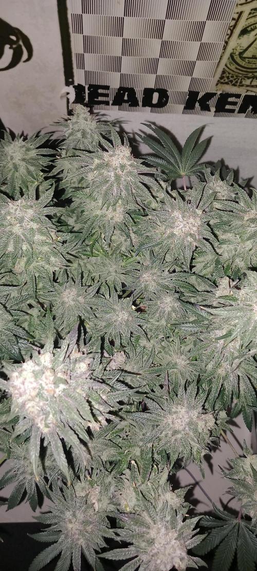 The Devil's Cookie One. Week 14