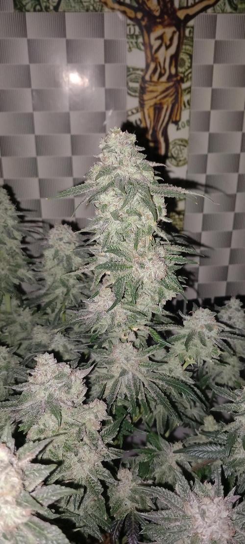 The Devil's Cookie One. Week 14