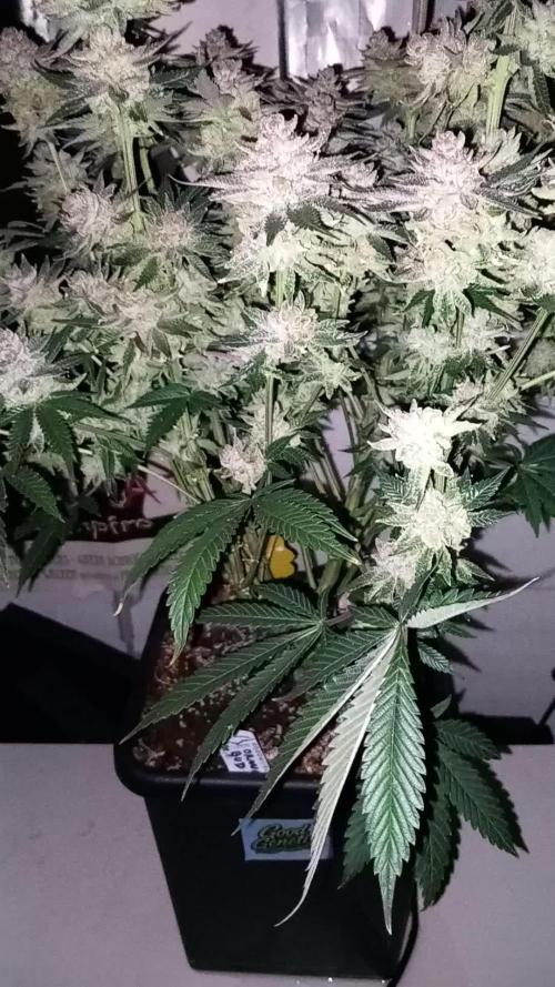 Orange Bud 2.0 Dutch Passion