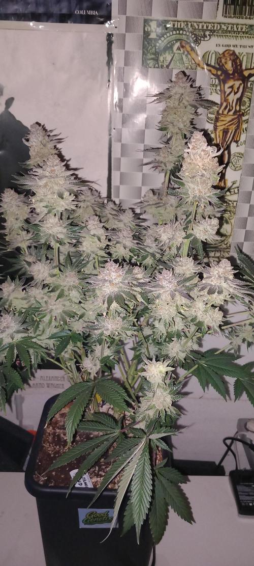 Orange Bud 2.0. Week 16