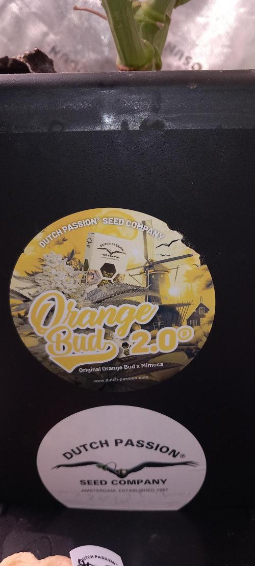 Orange Bud 2.0. Week 16