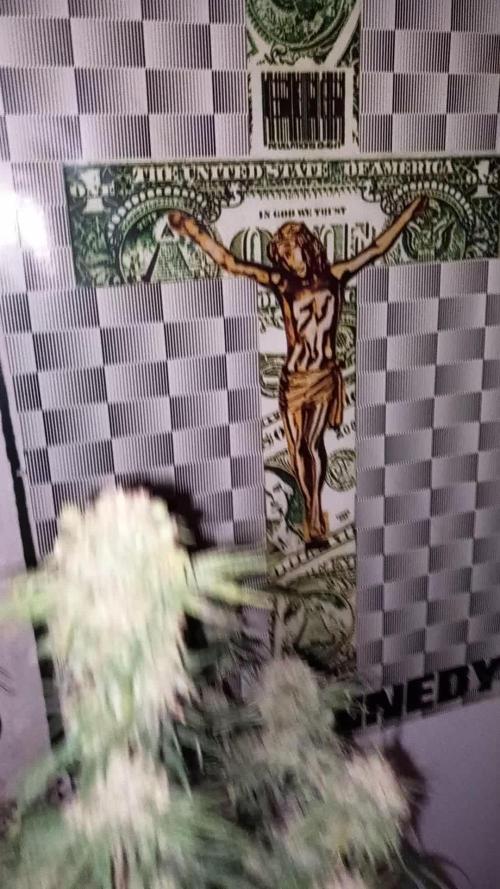 Orange Hill Special Dutch Passion
