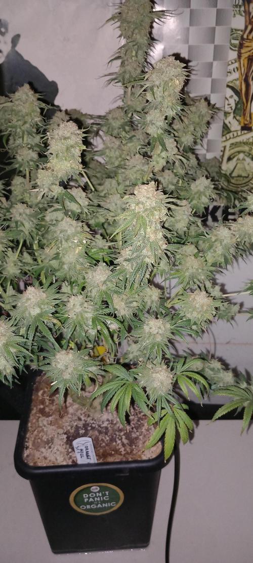 Orange Hill Special Dutch Passion. Week 15