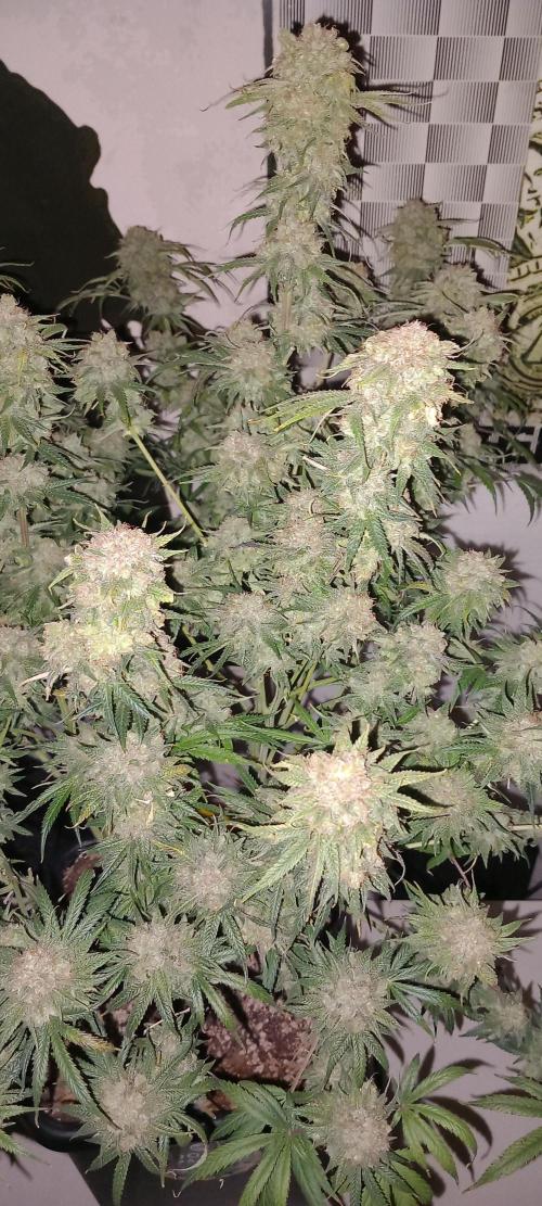 Orange Hill Special Dutch Passion. Week 15