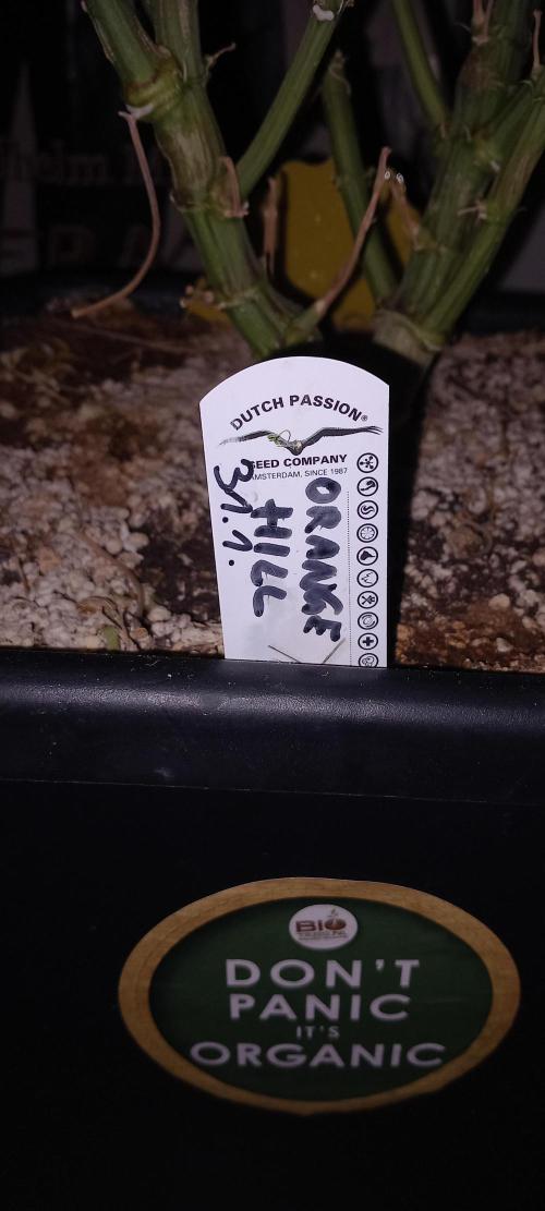 Orange Hill Special Dutch Passion. Week 15