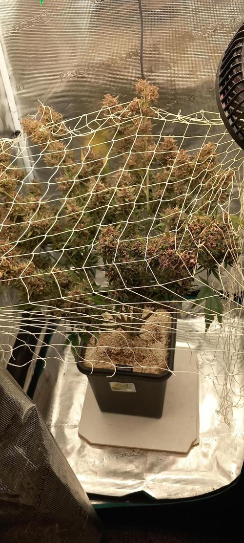 Triple G Automatic. Week 12