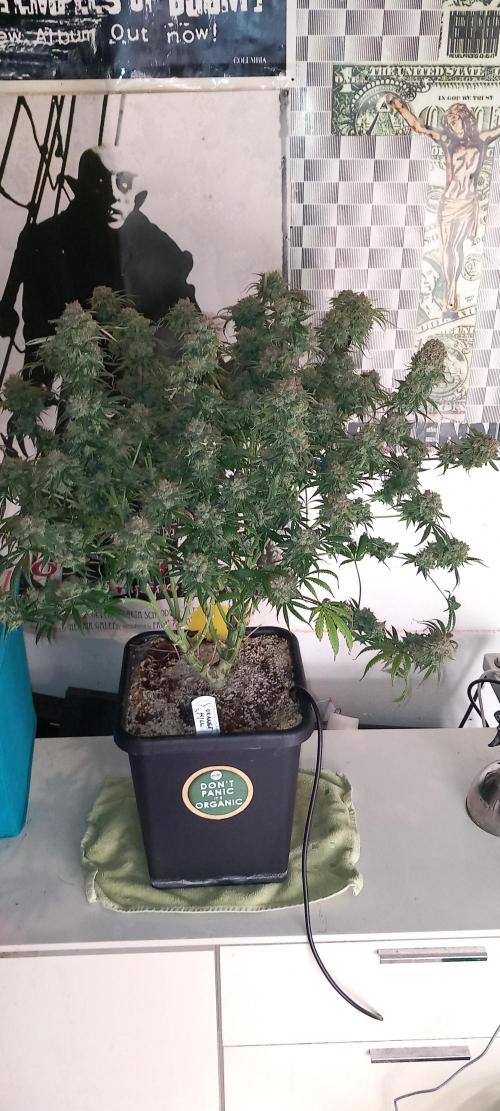 Orange Hill Special Dutch Passion. Week 16