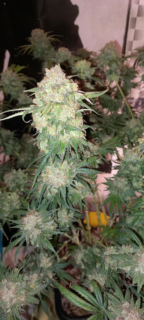 Orange Hill Special Dutch Passion. Week 16