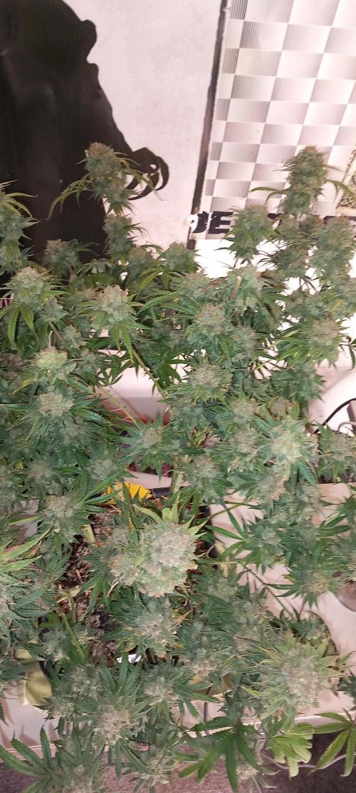 Orange Hill Special Dutch Passion. Week 16
