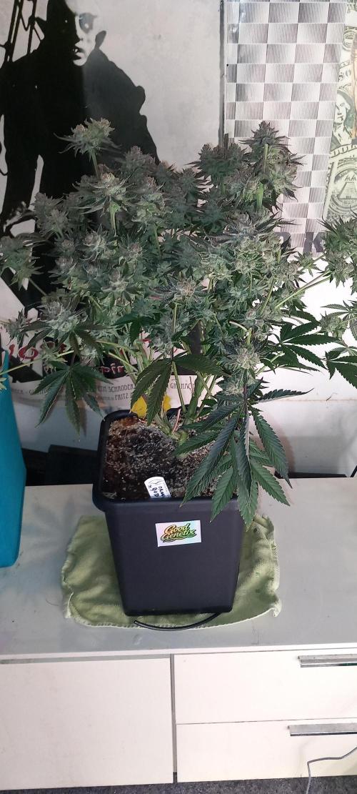 Orange Bud 2.0 Dutch Passion. Week 17