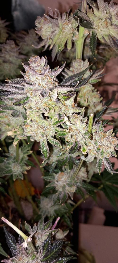 Orange Bud 2.0 Dutch Passion. Week 17
