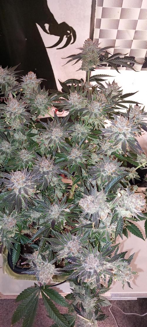 Orange Bud 2.0 Dutch Passion. Week 17