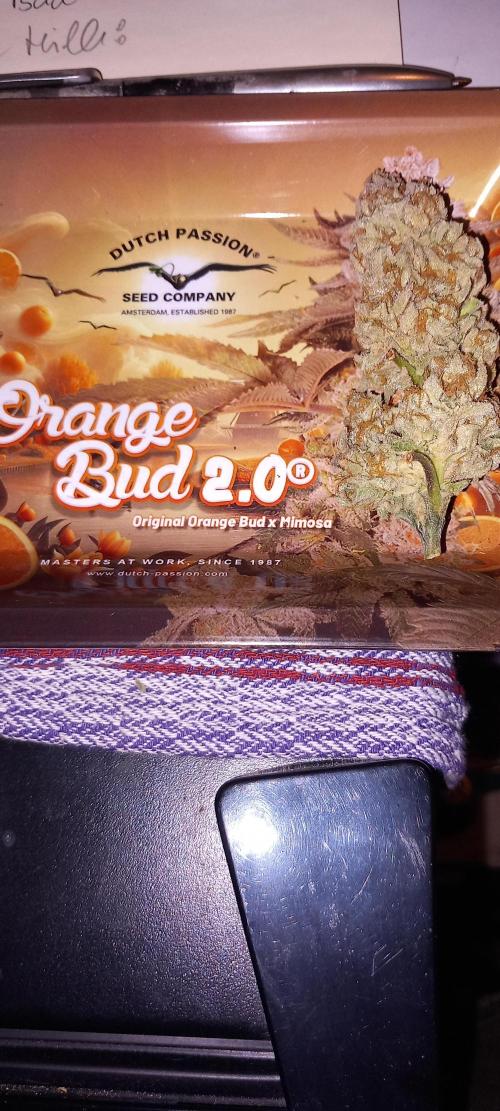 Orange Bud 2.0. Week 17