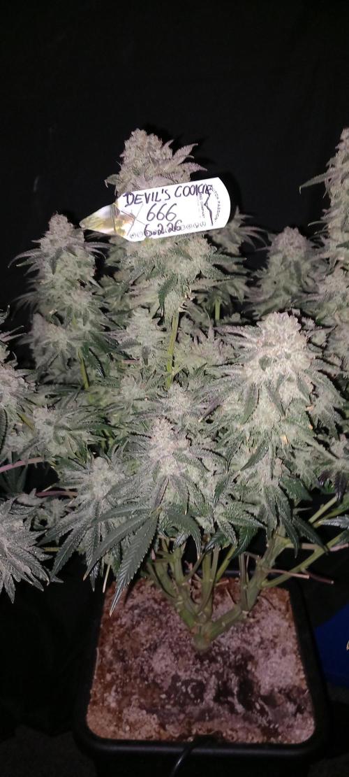 The Devil's Cookie One. Week 15