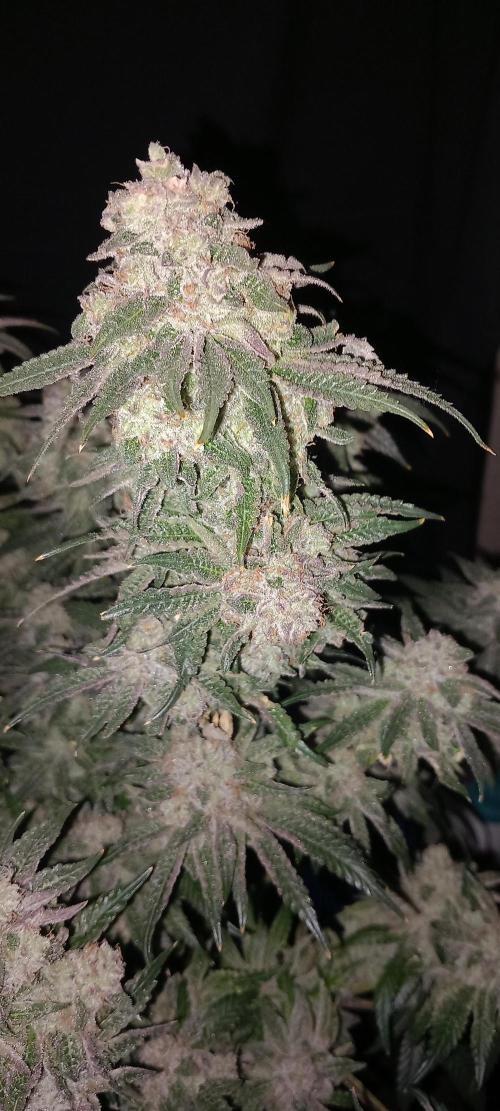 The Devil's Cookie One. Week 15
