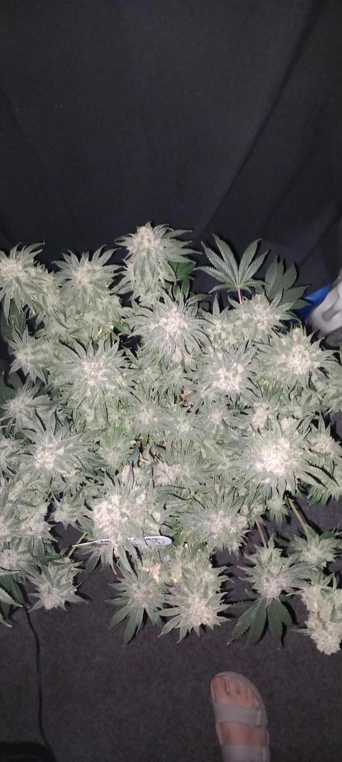 The Devil's Cookie One. Week 15