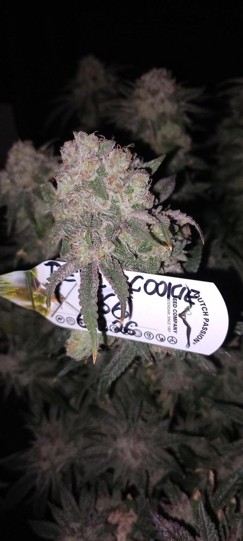 The Devil's Cookie One. Week 15