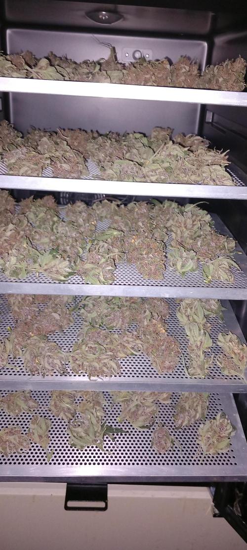 Triple G Automatic. Week 13