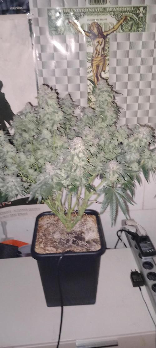 The Devil's Cookie One. Week 16