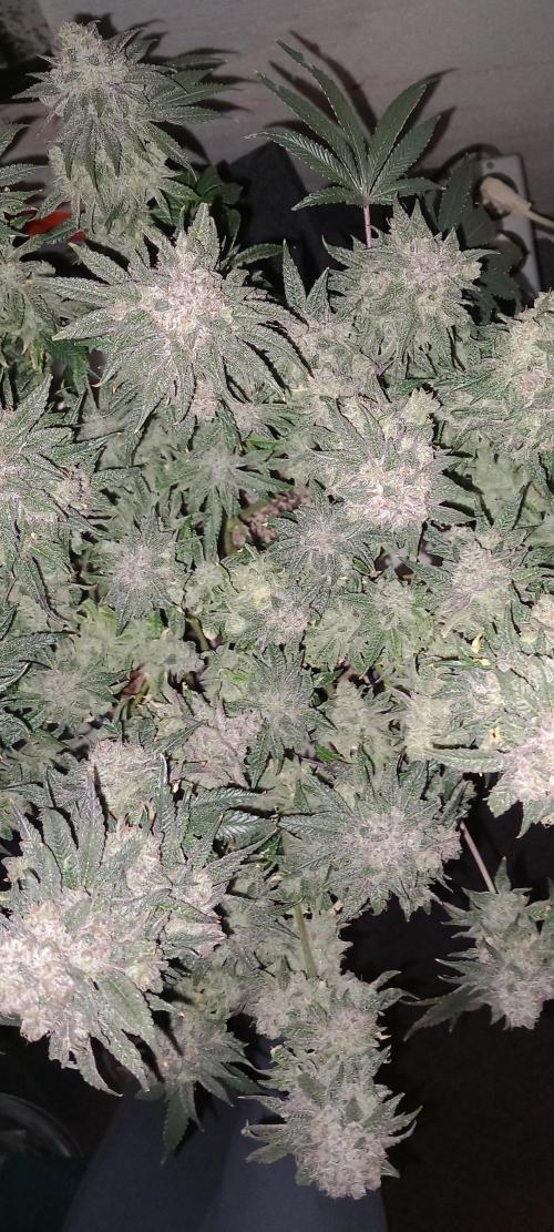 The Devil's Cookie One. Week 16
